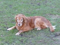 Genna Beobachtet Einen Vogel