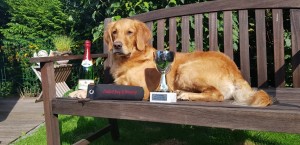 Ylvie WT Dog And Dummy